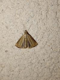 <i>Chrysoteuchia culmella</i>