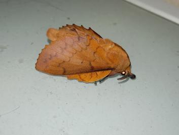 <i>Gastropacha quercifolia</i>