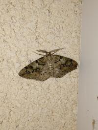 <i>Cleorodes lichenaria</i>