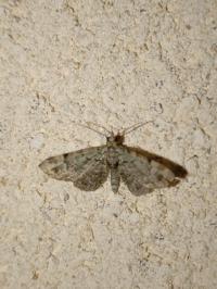<i>Pasiphila rectangulata</i>