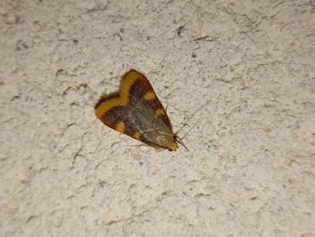 <i>Hypsopygia costalis</i>