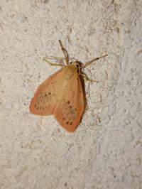 <i>Miltochrista miniata</i>