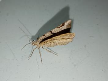 <i>Macaria wauaria</i>