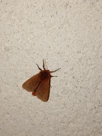 <i>Phragmatobia fuliginosa</i>