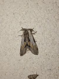 <i>Harpyia milhauseri</i>