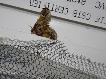 <i>Pyralis farinalis</i>