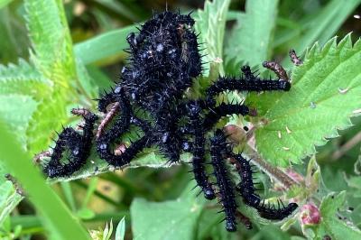 <i>Aglais io</i>