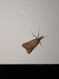<i>Synaphe punctalis</i>