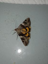 <i>Catocala fulminea</i>