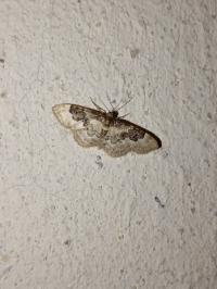 <i>Idaea rusticata</i>