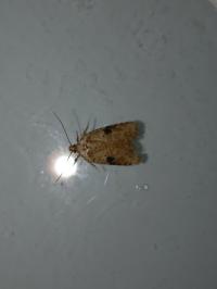 <i>Agonopterix propinquella</i>