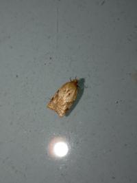 <i>Acleris</i>