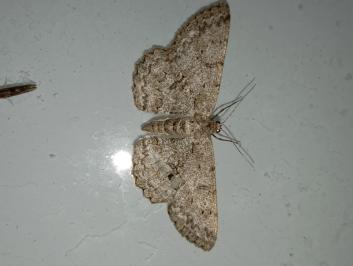 <i>Hypomecis punctinalis</i>