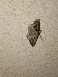 <i>Cleorodes lichenaria</i>