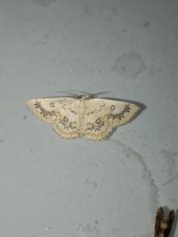 <i>Cyclophora annularia</i>