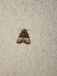 <i>Mesoligia furuncula</i>