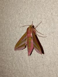 <i>Deilephila elpenor</i>