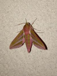 <i>Deilephila elpenor</i>