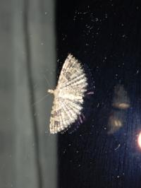 <i>Alucita hexadactyla</i>