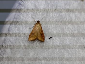 <i>Udea ferrugalis</i>