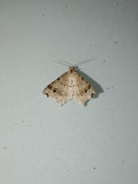 <i>Macaria alternata</i>