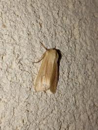 <i>Mythimna pallens</i>