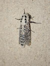<i>Zeuzera pyrina</i>