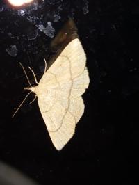 <i>Paracolax tristalis</i>