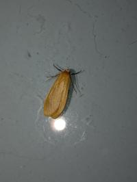 <i>Wittia sororcula</i>
