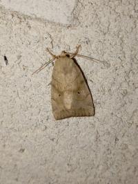 <i>Cosmia trapezina</i>