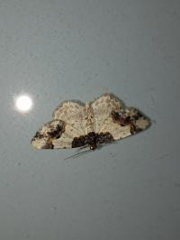 <i>Ligdia adustata</i>