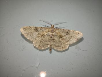 <i>Peribatodes rhomboidaria</i>