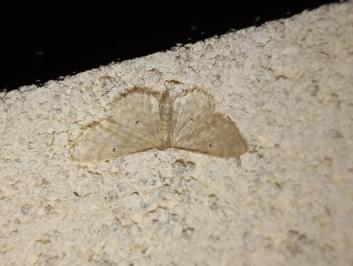 <i>Idaea fuscovenosa</i>