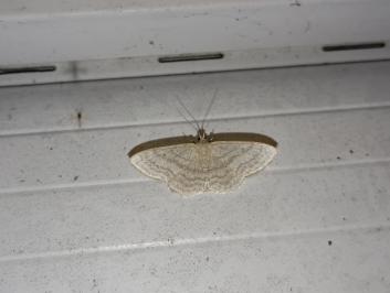 <i>Idaea subsericeata</i>