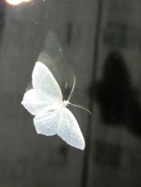 <i>Jodis lactearia</i>