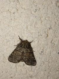 <i>Gluphisia crenata</i>