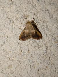 <i>Endotricha flammealis</i>