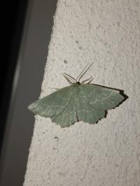 <i>Thalera fimbrialis</i>