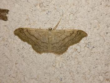 <i>Idaea aversata</i>