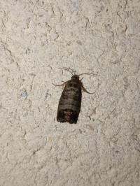 <i>Cydia pomonella</i>