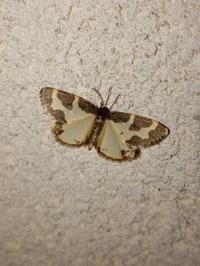 <i>Lomaspilis marginata</i>