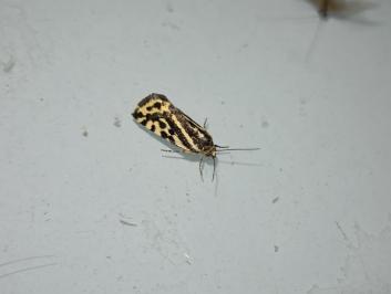 <i>Emmelia trabealis</i>