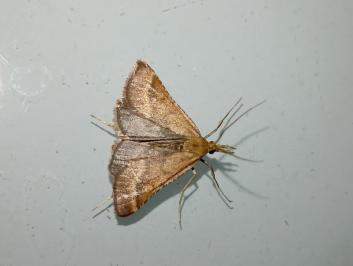 <i>Synaphe punctalis</i>