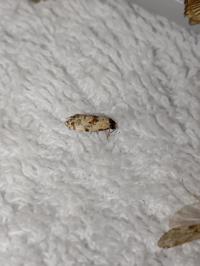 <i>Cochylis molliculana</i>