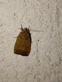 <i>Noctua interjecta</i>