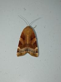 <i>Noctua fimbriata</i>