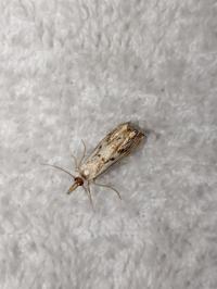 <i>Catoptria falsella</i>