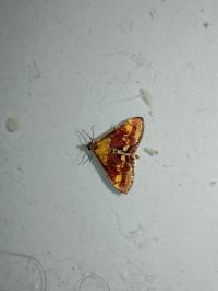 <i>Pyrausta aurata</i>
