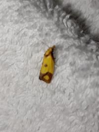 <i>Agapeta zoegana</i>