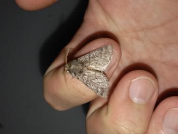 <i>Thaumetopoea pityocampa</i>